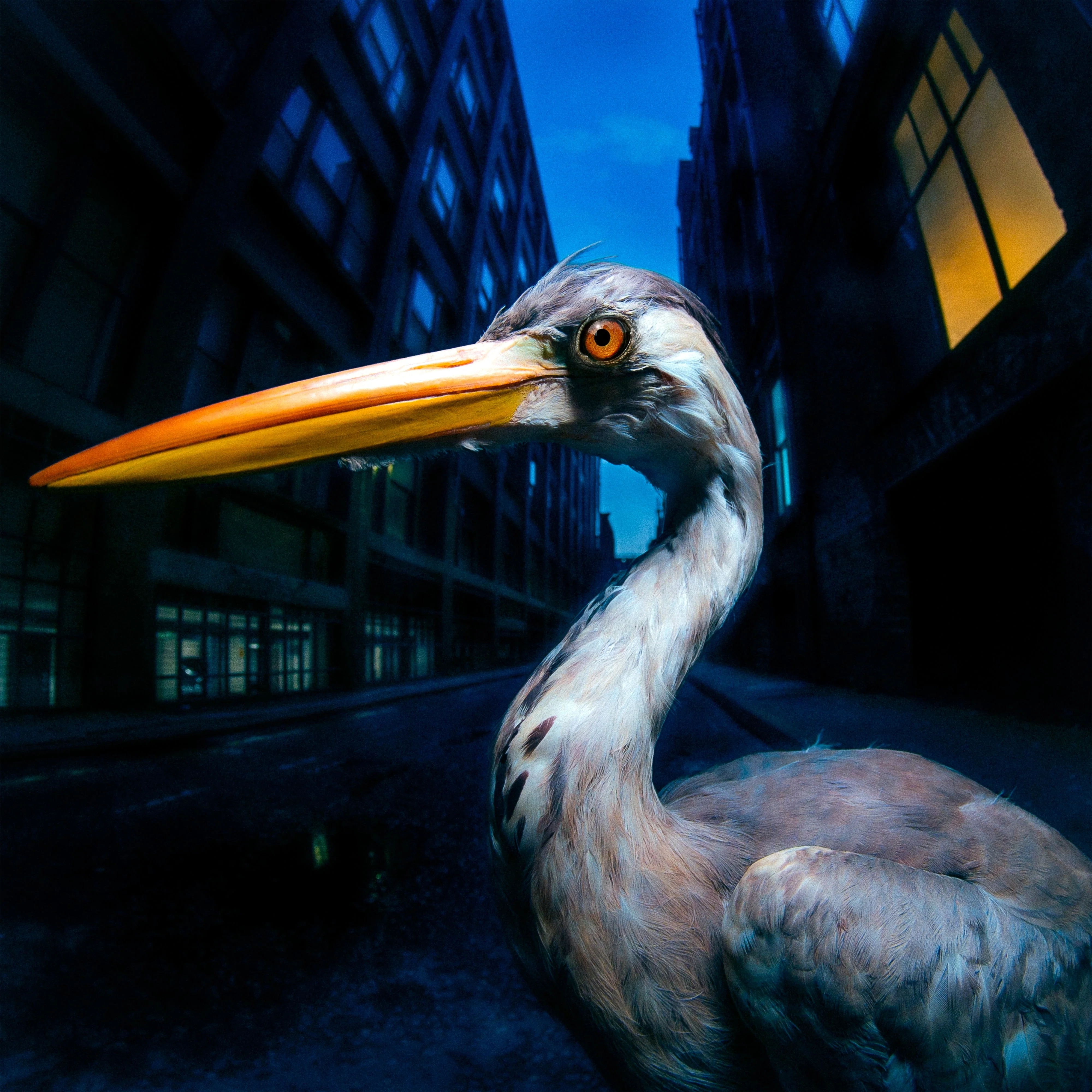 Antony Szmierek - Decoding Birdsong - Image 4