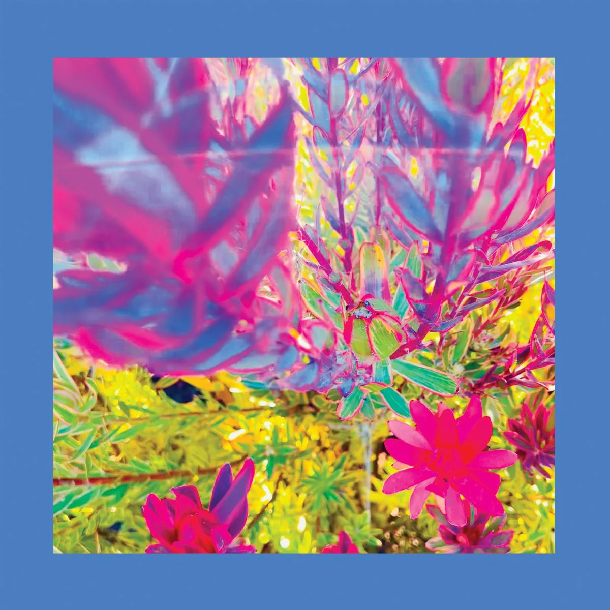 The Reds Pinks and Purples - The Past is a Garden I Never Fed